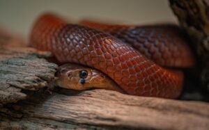 Kenya Intensifies Quest for Local Antivenom Amid Rising Snakebite Crisis