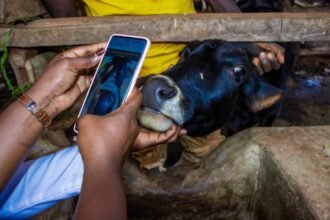 Governor Waiguru Launches Digital Livestock Registration and Mass Vaccination Drive